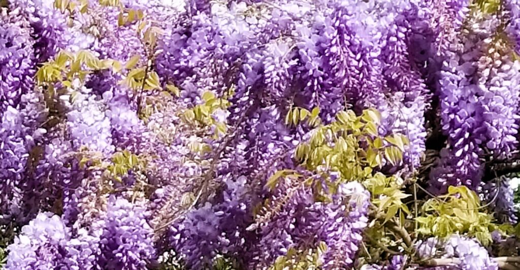 Wisteria-a plant for 5 sensory experiences